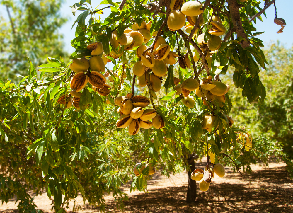 Almond,Tree,With,Ripe,Fruits.,Israel.
